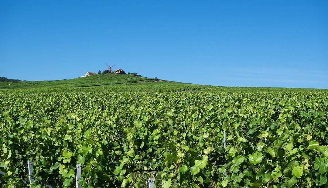 Escapade en Champagne, à Pommery