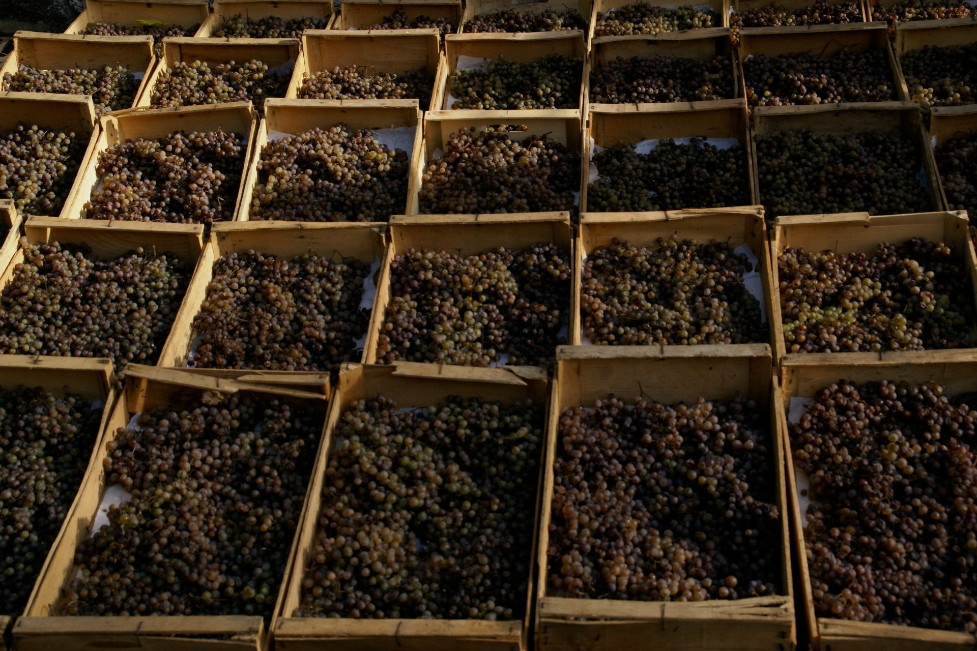 vins moelleux issus de passerillage à Jurançon