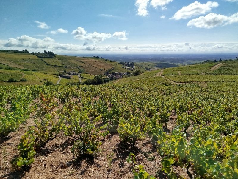 vignoble du beaujolais depuis le village de Fleurie