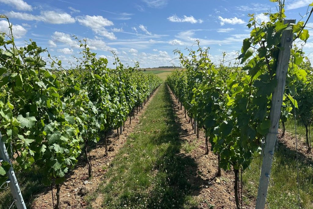 Atelier dégustation de vins du Nord à Lille